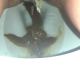A very cute girl shits into a toilet from under ass. Limited hang with product in the bowl. Brief clip. Filmed from a between the legs perspective. Vertical format video. Under a minute.